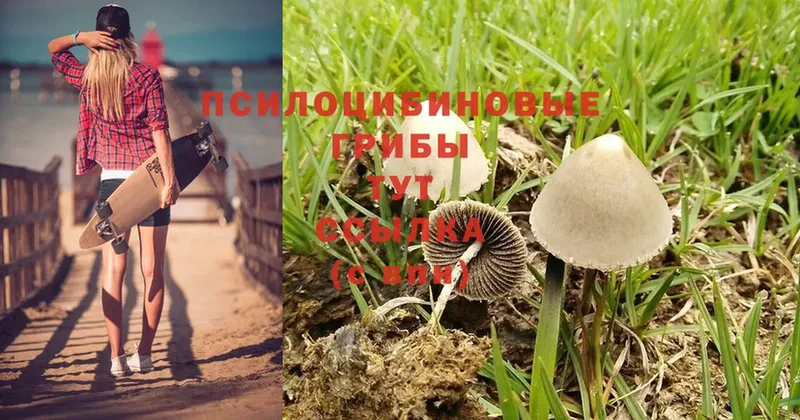 Псилоцибиновые грибы Psilocybe Дмитров